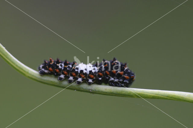 Koninginnepage (Papilio machaon)