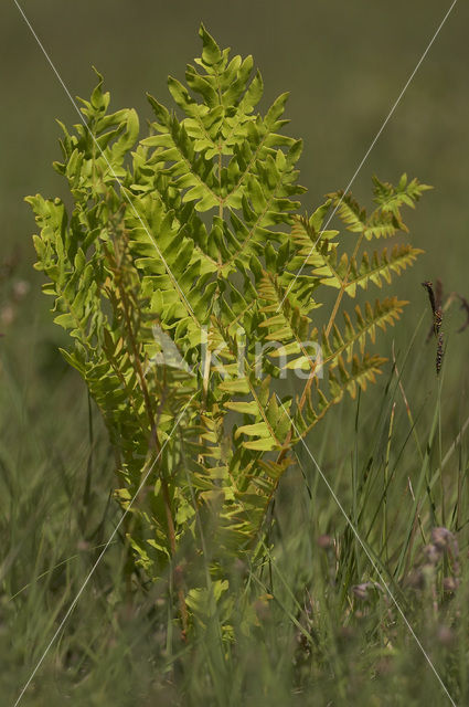 Koningsvaren (Osmunda regalis)