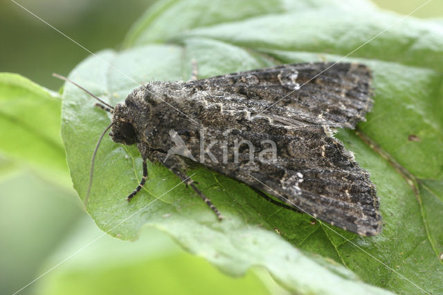 Kooluil (Mamestra brassicae)