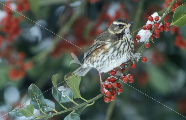 Koperwiek (Turdus iliacus)