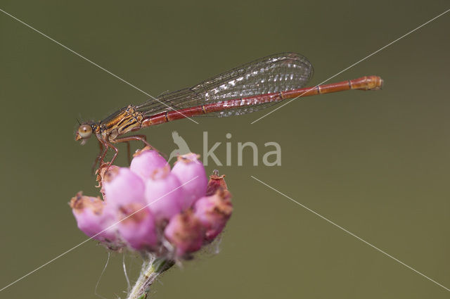 Koraaljuffer (Ceriagrion tenellum)