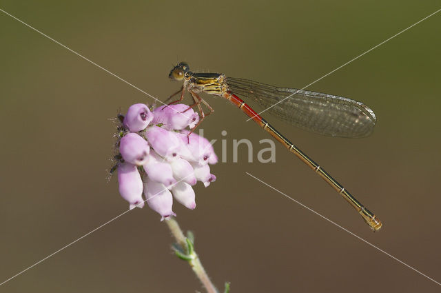 Koraaljuffer (Ceriagrion tenellum)