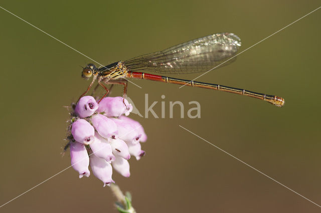 Koraaljuffer (Ceriagrion tenellum)