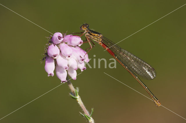 Koraaljuffer (Ceriagrion tenellum)