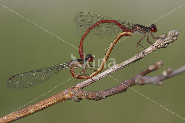 Koraaljuffer (Ceriagrion tenellum)