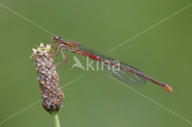 Koraaljuffer (Ceriagrion tenellum)