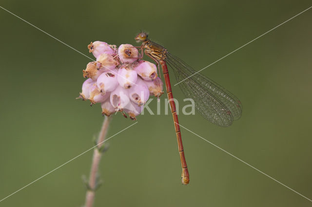 Koraaljuffer (Ceriagrion tenellum)