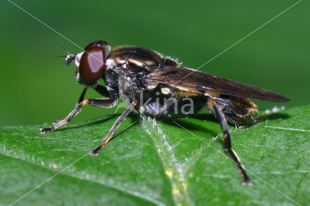 Korte bladloper (Chalcosyrphus nemorum)