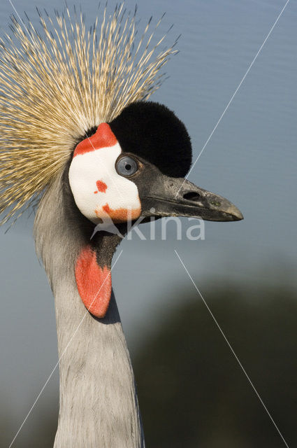 Kroonkraanvogel (Balearica pavonina)