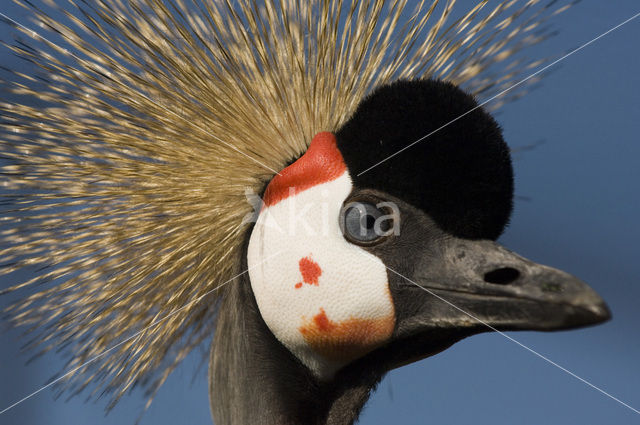 Kroonkraanvogel (Balearica pavonina)