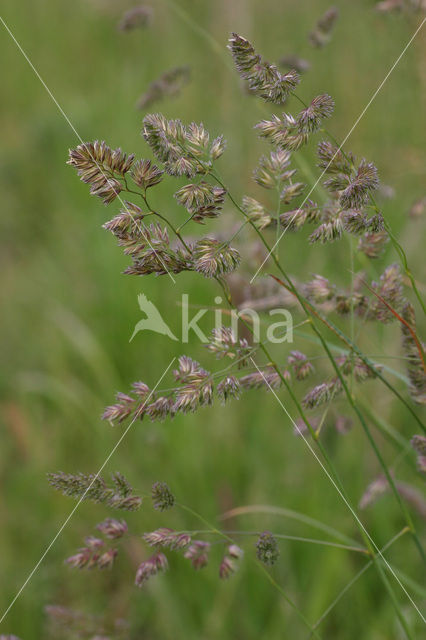 Kropaar (Dactylis glomerata)