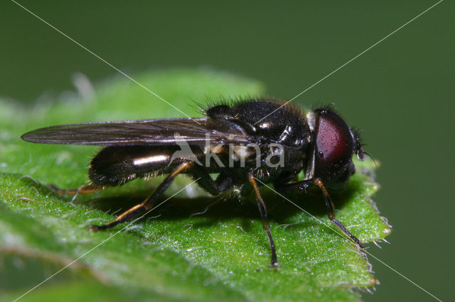 Kustgitje (Cheilosia vernalis)