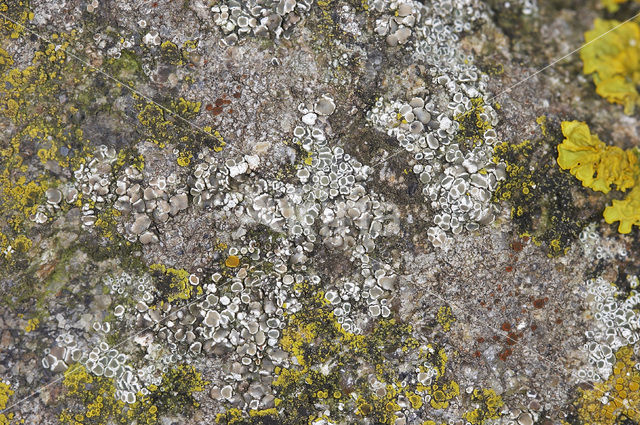 Kustschotelkorst (Lecanora fugiens)