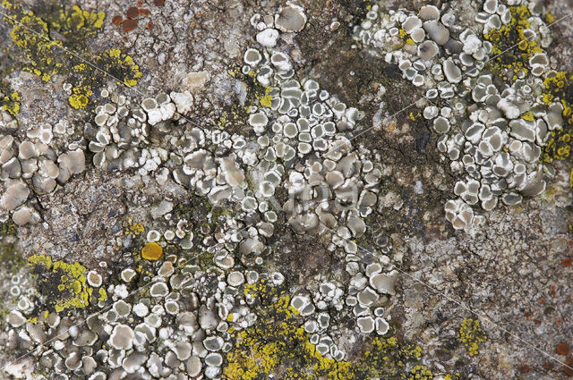 Kustschotelkorst (Lecanora fugiens)