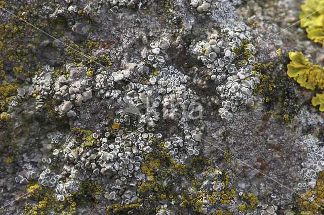 Kustschotelkorst (Lecanora fugiens)