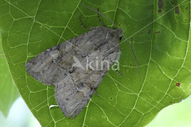 Kweekgrasuil (Apamea sordens)