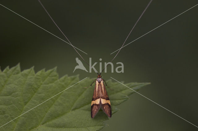 Langsprietmot (Adela degeerella)