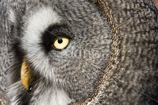 Laplanduil (Strix nebulosa)