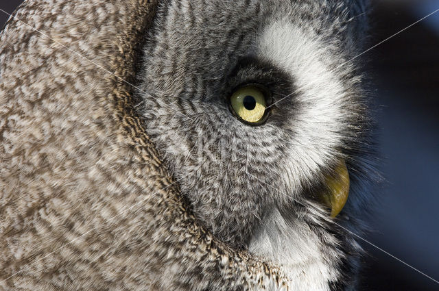 Laplanduil (Strix nebulosa)