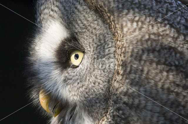 Laplanduil (Strix nebulosa)