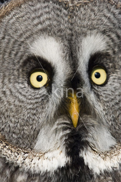 Laplanduil (Strix nebulosa)