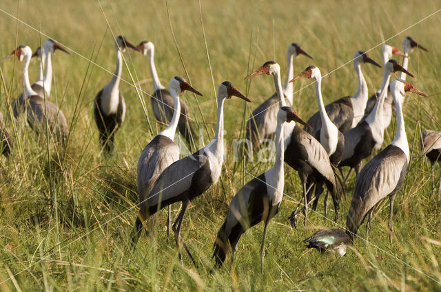 Lelkraanvogel (Grus carunculatus)