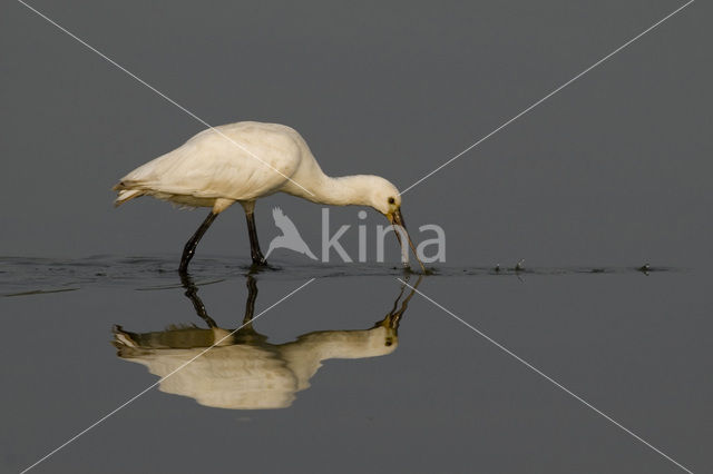 Eurasian Spoonbill (Platalea leucorodia)