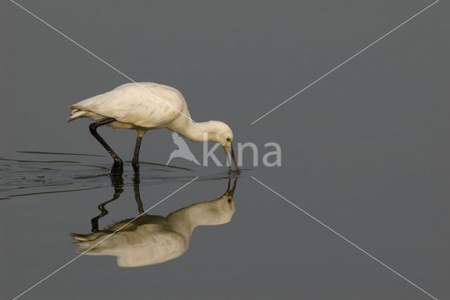 Lepelaar (Platalea leucorodia)