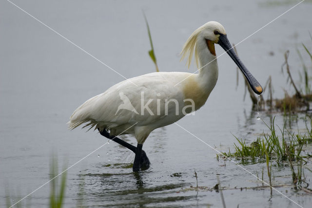 Eurasian Spoonbill (Platalea leucorodia)