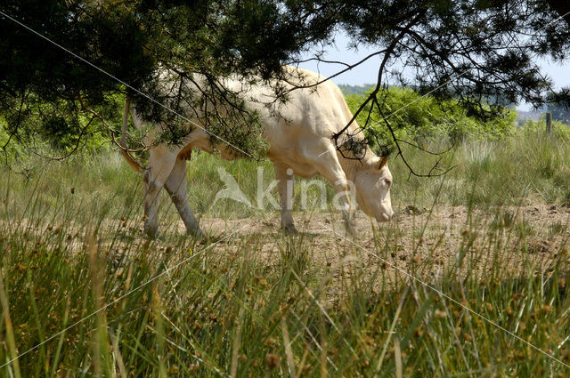 Limousin koe (Bos domesticus)