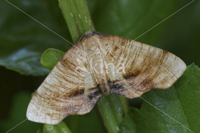 Lindeknotsvlinder (Plagodis dolabraria)