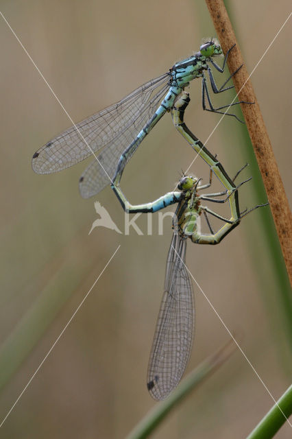 Maanwaterjuffer (Coenagrion lunulatum)