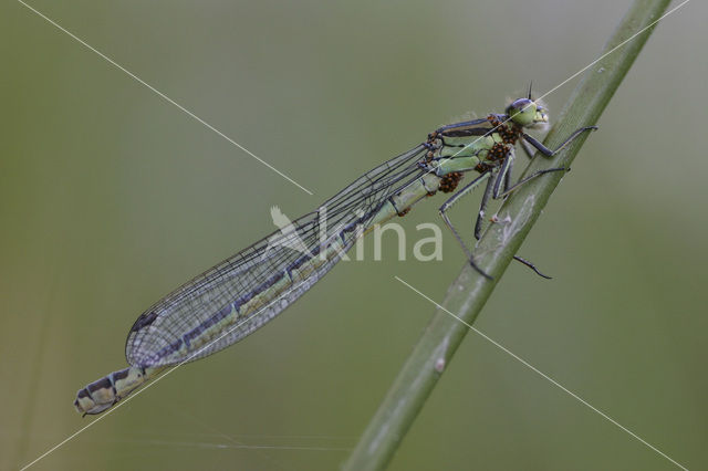 Maanwaterjuffer (Coenagrion lunulatum)