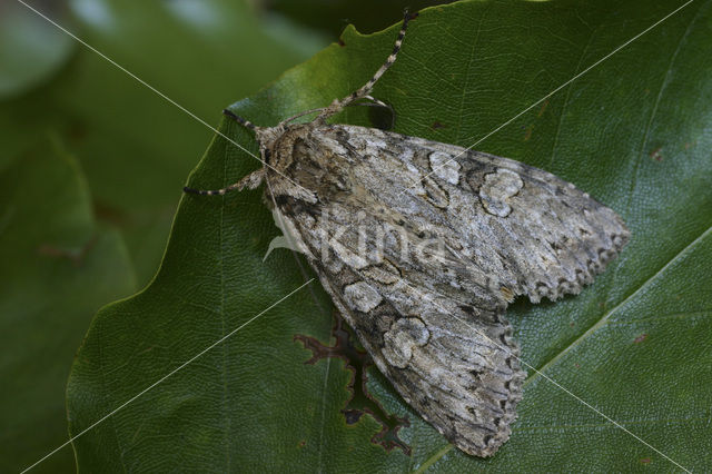 Marmeruil (Polia nebulosa)