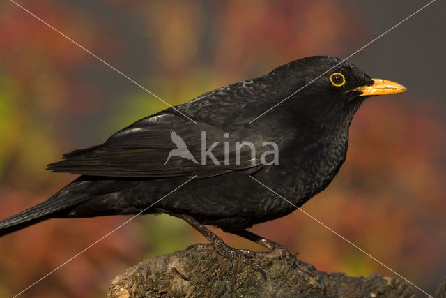 Merel (Turdus merula)