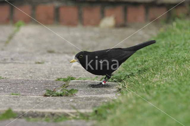 Merel (Turdus merula)