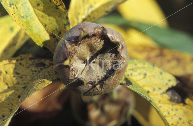 Medlar (Mespilus germanica)