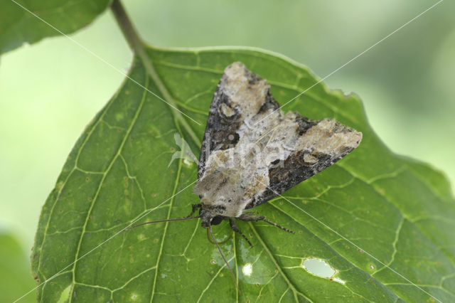 Moerasgrasuil (Apamea ophiogramma)