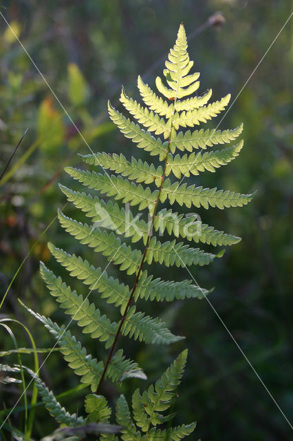 Moerasvaren (Thelypteris palustris)