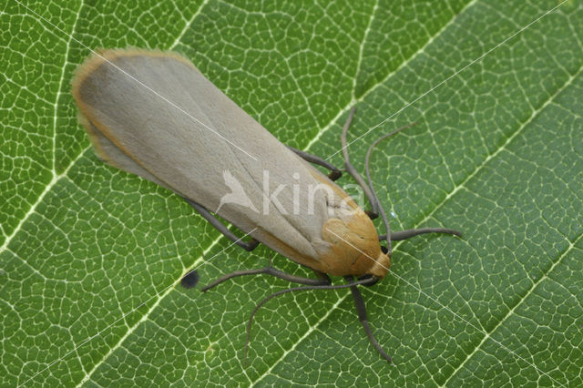 Naaldboombeertje (Eilema depressa)