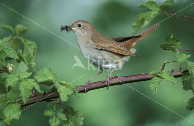 Nachtegaal (Luscinia megarhynchos)