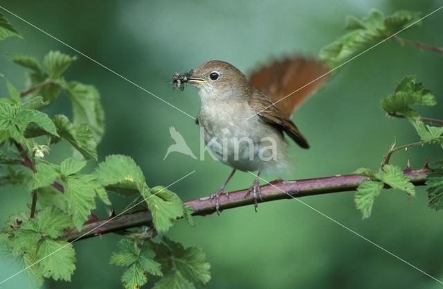 Nachtegaal (Luscinia megarhynchos)