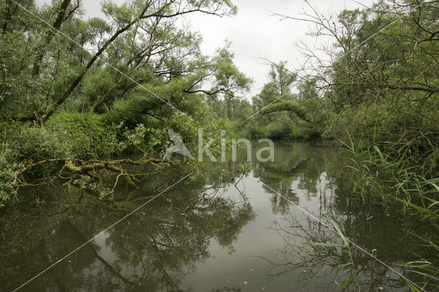 Nationaal Park de Biesbosch