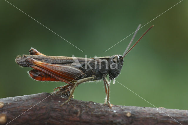 Negertje (Omocestus rufipes)