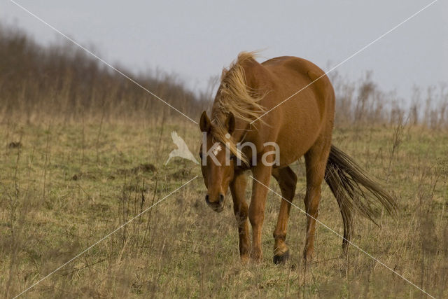 New Forest pony (Equus spp.)