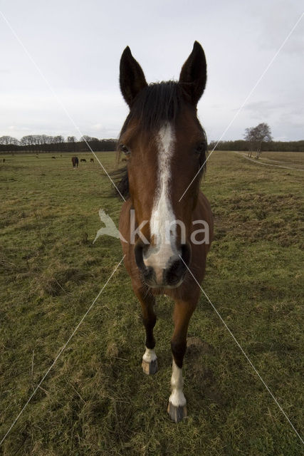 New Forest pony (Equus spp.)