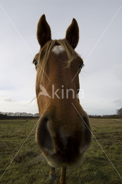 New Forest pony (Equus spp.)