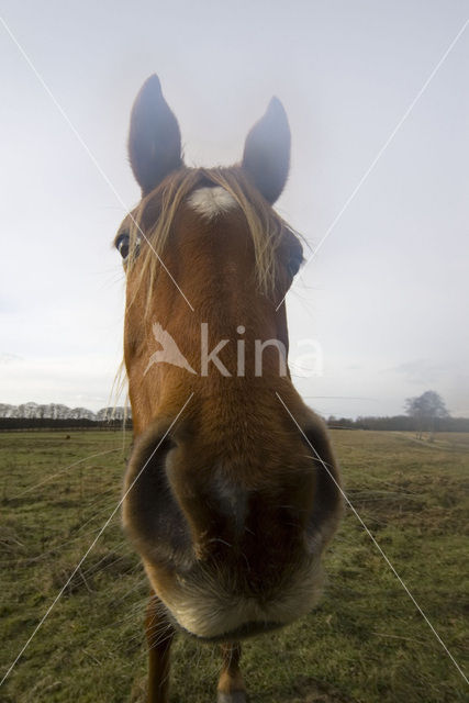 New Forest pony (Equus spp.)