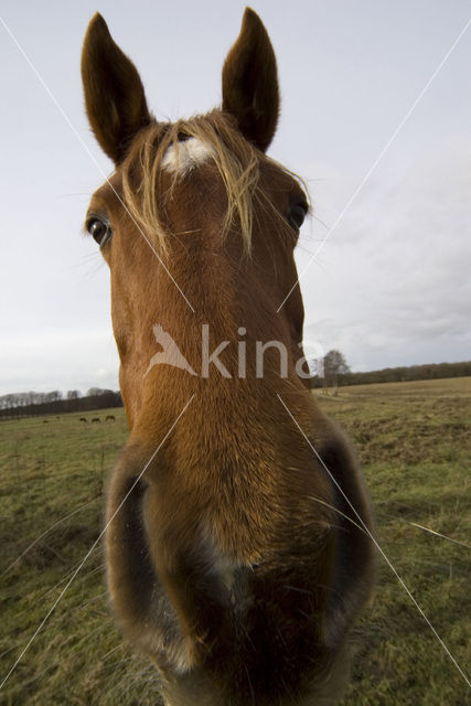 New Forest pony (Equus spp.)