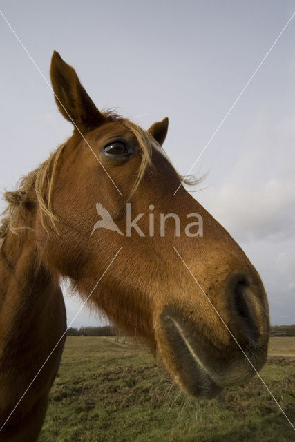 New Forest pony (Equus spp.)